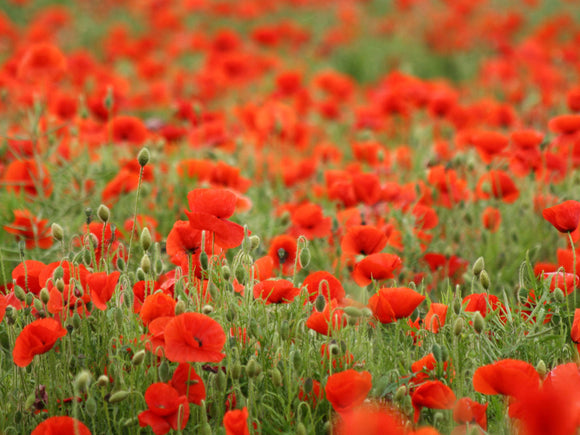 Why Poppies?