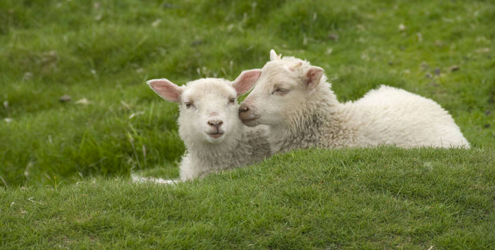 Kilts Wi Hae Spring Gift Guide